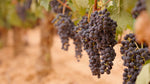  Poda y cuidado de nuestras viñas para asegurar la mejor uva posible